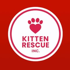 Kitten RescueInc