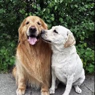 Tangyuan the Labrador