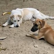Patitas Adoptadas Friquitey y Roquetey 🐕‍🦺🐈‍⬛