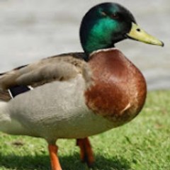Ducky bhai