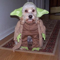 yoda