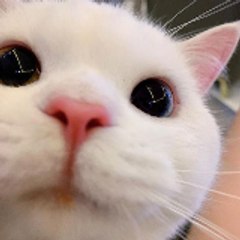 Funny cat
