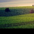 Fields Once Golden