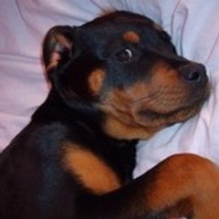 girlrott37
