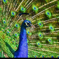 Animal World TV