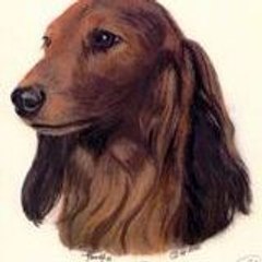 FAUCON