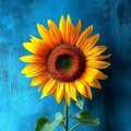 Girasoles