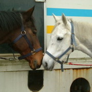 love-horse19