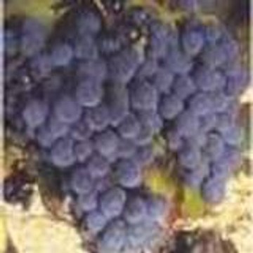 Vin Spirit IE