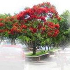 Explorateur du Monde