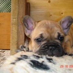 myboule
