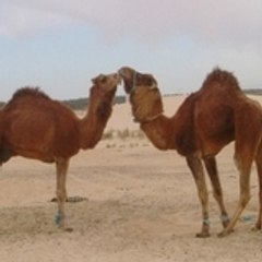 Abdoul_fr