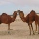 Abdoul_fr