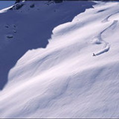 Puma063