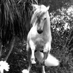 horse_the_best