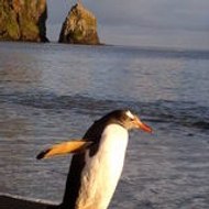 ArctocephalusTropicalis