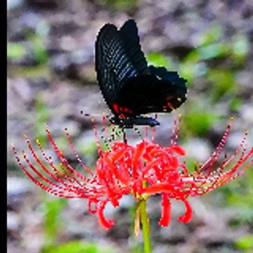 Nature_Views2
