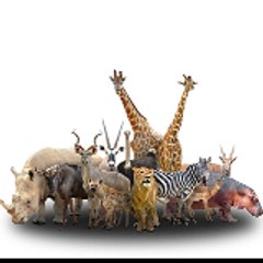 Animal World