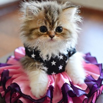 Meowsterpiese