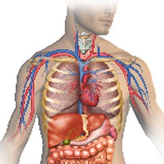HumanbodyFacts952