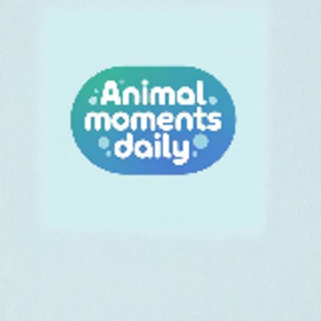 Animal Moments Daily