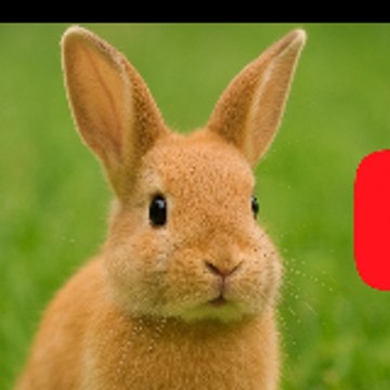 abdul_hxy421