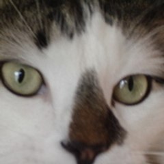 Tequila__68_01028