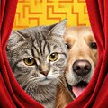 Funny Cute Cats and Kittens