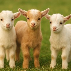 Bakri.channel