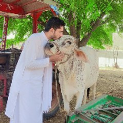 Mr hasi