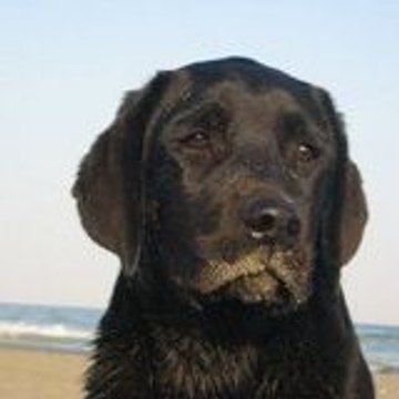 LABRADORS MAZET DE LA CRAU