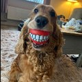 FUNNY ANIMALS