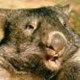 Oreille_de_Lapin