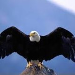 ambroiseVideo