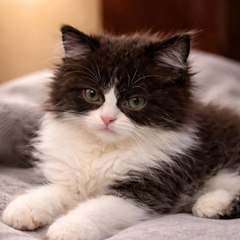 Nimbus