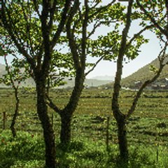 millionsnature