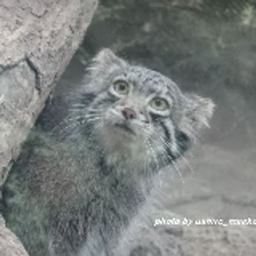 maeko_manul