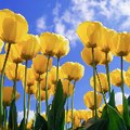 muffy cake
