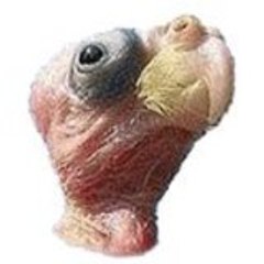 labuze69
