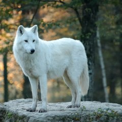 Le_loup_d_argent