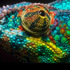 The Scaly Scholar