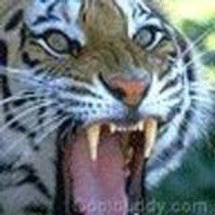 tigar33