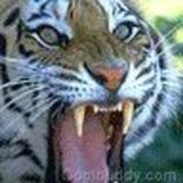 tigar33