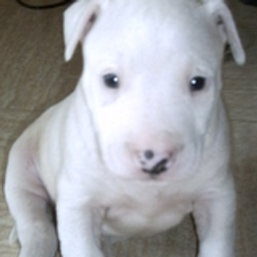 Djamel