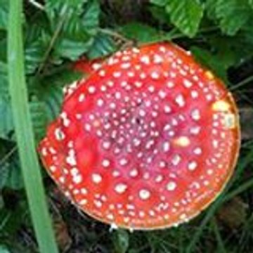 Jean-François Hogne