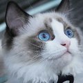 Dazzling Ragdoll Kittens