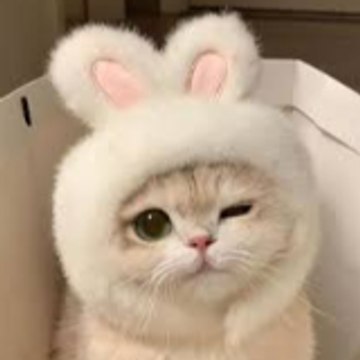 CatttCute