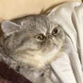 omochi