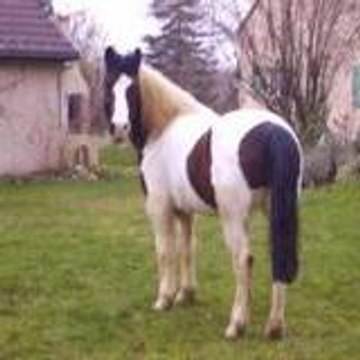Gueldi