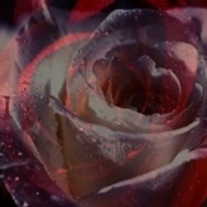 Aucune importance pour vous